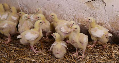 young broiler chickens at a large poultry farm