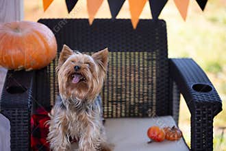 Happy Yorkie Dog Celebrating Halloween on a Decorated Chair