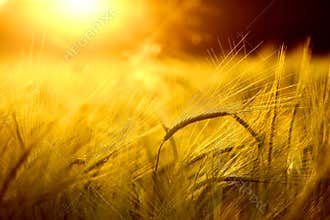 Barley field in golden glow