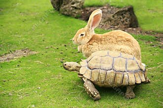 Tortoise and giant rabbit starting a race