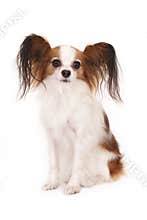Papillon (butterfly dog), isolated on white