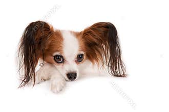 Papillon dog, portrait