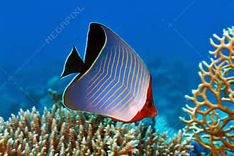 Hooded butterflyfish