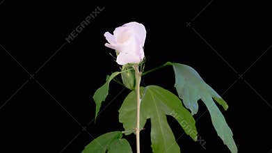 Opening Beautiful White Hibiscus Flower