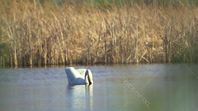 Mute swan (Cygnus olor).A white swan swims in a pond. The bird dives head first into the water in search of food.