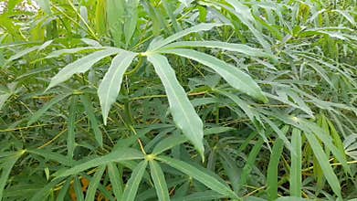 Dense, lush green field of Cassava leaves (Manihot esculenta) swaying gently in the breeze.