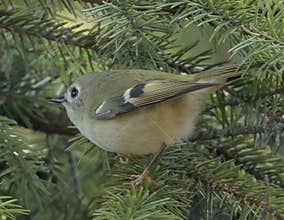 Goldcrest (Regulus regulus) perched on branch