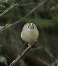 Goldcrest (Regulus regulus) perched on branch