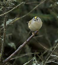 Goldcrest (Regulus regulus) perched on branch