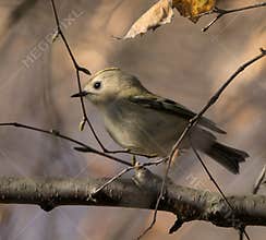 Goldcrest (Regulus regulus) perched on branch