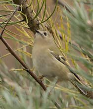 Goldcrest (Regulus regulus) perched on branch
