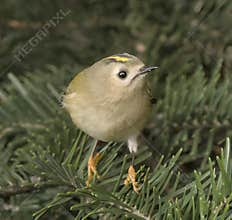 Goldcrest (Regulus regulus) perched on branch