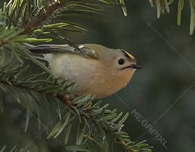 Goldcrest (Regulus regulus) perched on branch