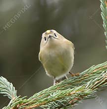Goldcrest (Regulus regulus) perched on branch