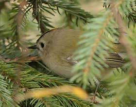 Goldcrest (Regulus regulus) perched on branch