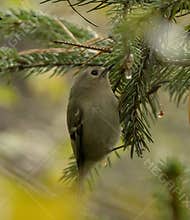 Goldcrest (Regulus regulus) perched on branch