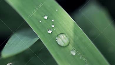 Dew on leaf