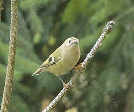Goldcrest (Regulus regulus) perched on branch