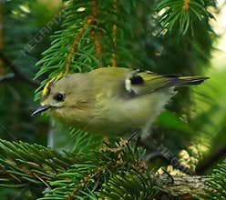 Goldcrest (Regulus regulus) perched on branch