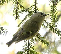 Goldcrest (Regulus regulus) perched on branch