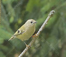 Goldcrest (Regulus regulus) perched on branch