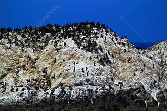 Bird Island