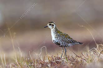 Female American Goldern Plover