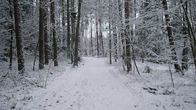 bright snow edged birch trees form peaceful and airy winter landscape during soft daylight