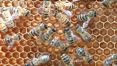 Bees inside hive