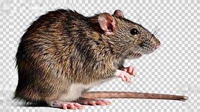 A realistic depiction of rodents, including one rat displaying a contemplative demeanor on a table, surrounded by two mice going