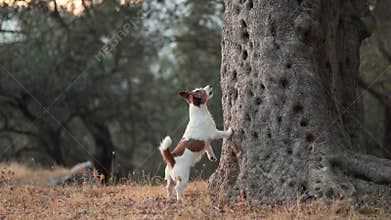 Jack Russell Terrier near large tree trunk