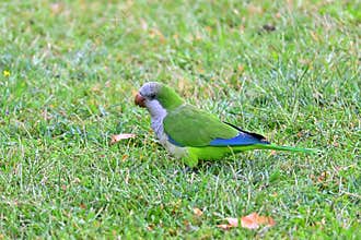 Monk Parakeet, Myiopsitta monachus, on a green meadow