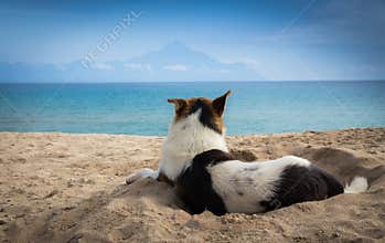 Dog in sand