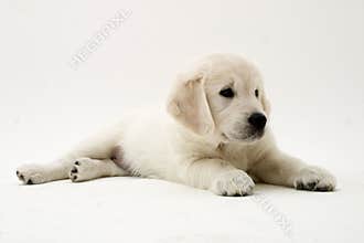Nice puppy