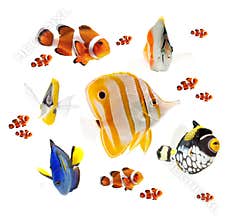 Summer tropical reef fish collection isolated on white background