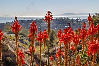 Orange Aloe Cactus Landscape Santa Barbara California