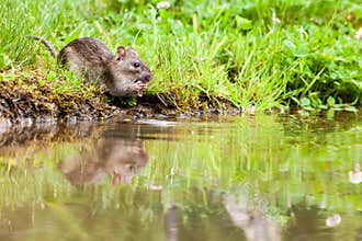 Nature whit rat