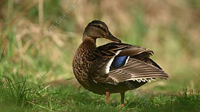 Female Mallard Is Preening Feathers