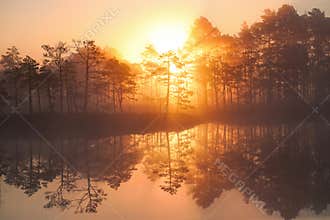 gorgeous sunrise behind the forest