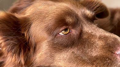 Border collie waking from anesthesia, close-up on eyes with blurred vet assistant in background
