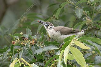 A little friarbird enjoys a meal of berries as it perches in a tree.