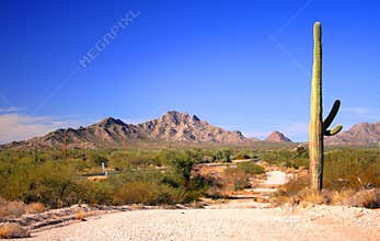 Road and desert
