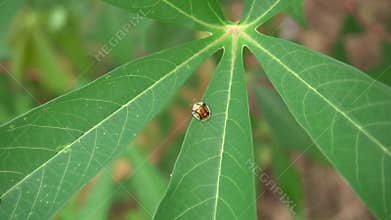 a beetle perched on a cassava leaf
