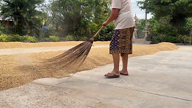 Farmers Drying Rice Grains in Sunlight During Harvest Season on Traditional Rice Yard