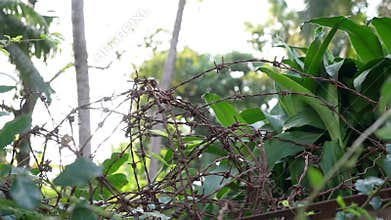 Close-Up Rusty Barbed Wire Fence Texture – Old Metal Detail and Decay