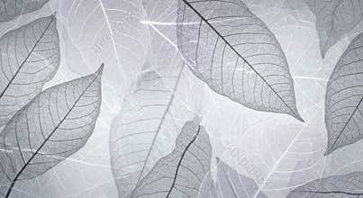 Delicate Skeletonized Leaves Pattern on a Soft Gray Background