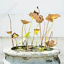 Dying lotus