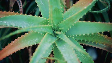 Close up of an aloe vera plant after rai