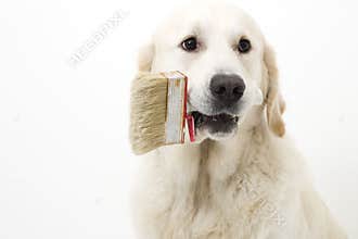 Helping dog
