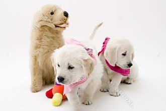 Two puppies